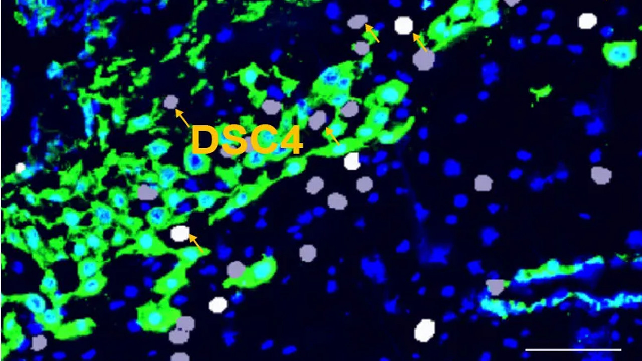 Tıp dünyasını şaşırtan hücre türü: Sadece gebelikte ortaya çıkıyor